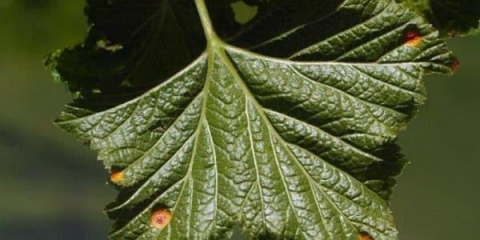 Peharasta rđa ribizle i stubasta hrđa - kako se boriti, šta učiniti i kako liječiti
